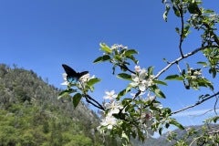 batca1
